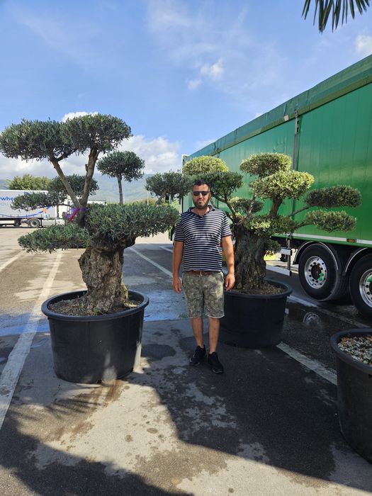 Palmierii 4/5m măslini bonsai transport gratuit