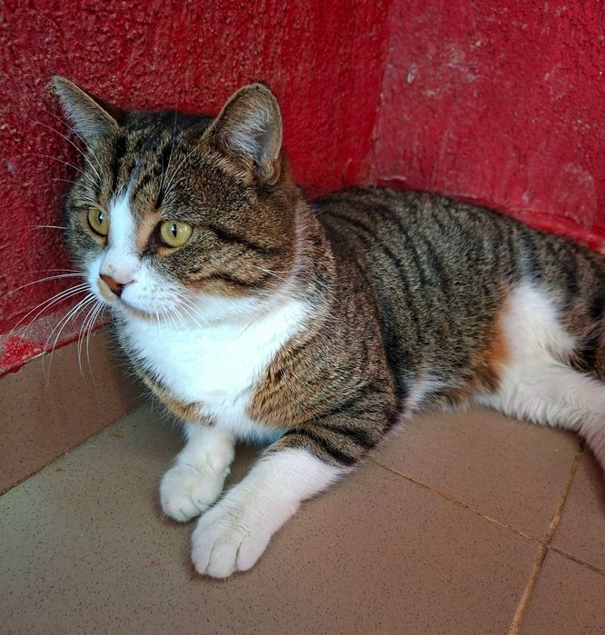 Adoptie motan tigrat castrat Nicholas