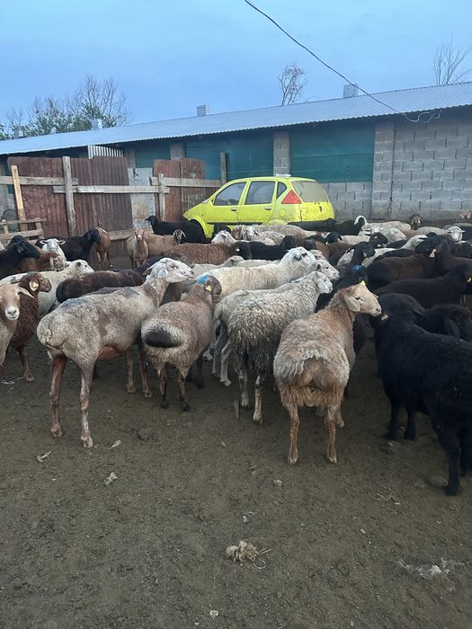 Қой сатылады. Продам баран семіз