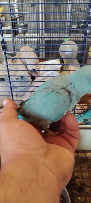 Papagali Micul Alexandru