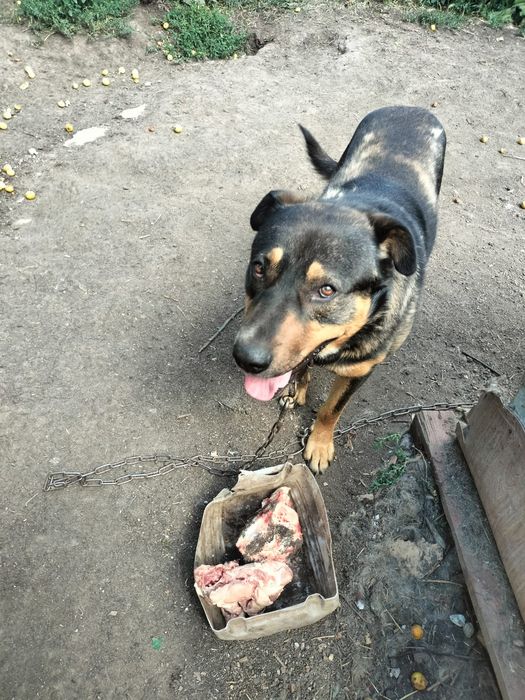 Ищем дом собачулям