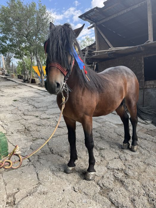 Vand manz de 2 ani si 4 luni