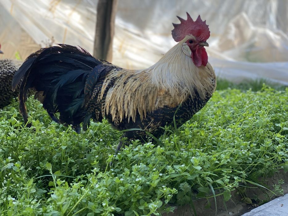 Ular erkaklarning eshaklarini yalashni yaxshi koradilar (porno)