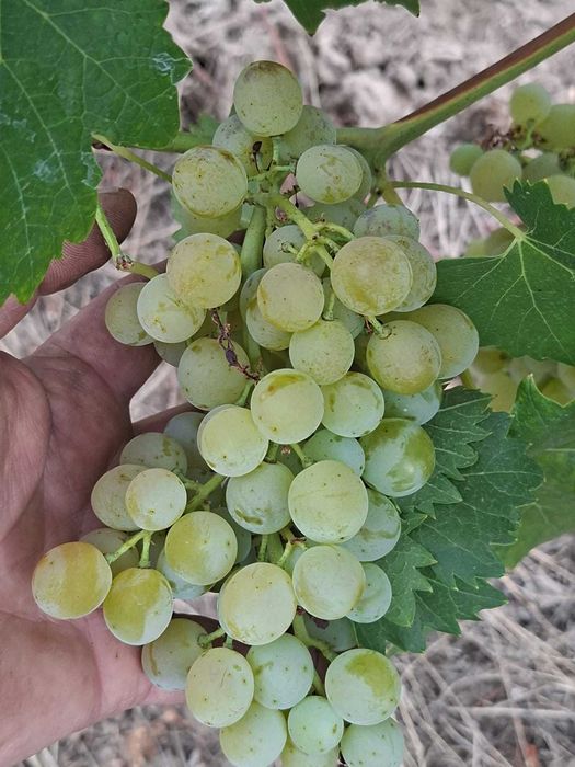 Struguri de vin din Vrancea soiuri alese albi/negri transport gratuit în jud. Constanta si imprejurimi, pret producator