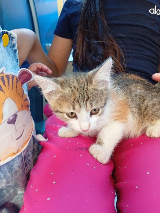 Котёнок продаётся