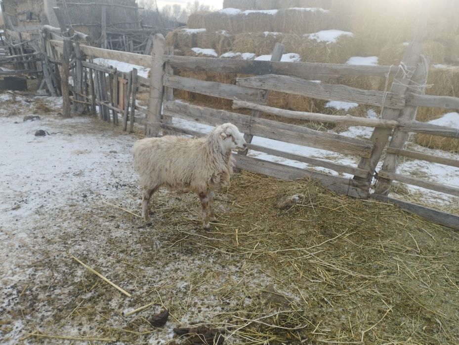 Қозы кепілдікпен