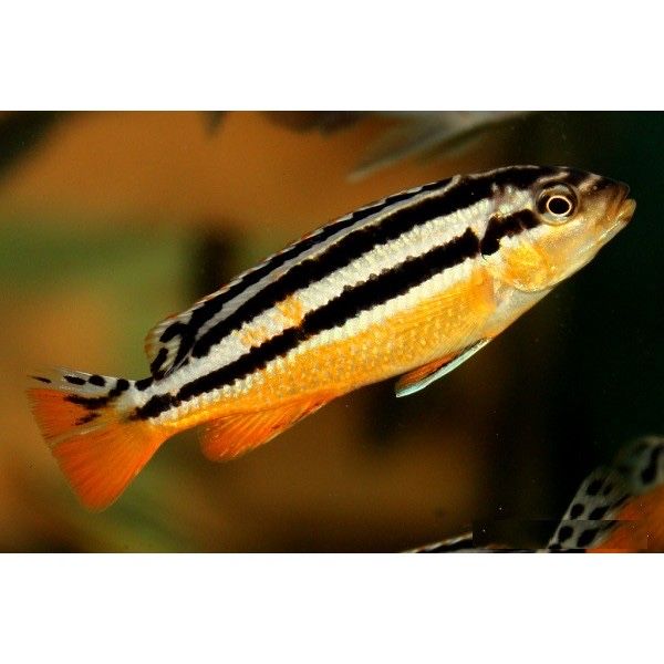 Vand  Ciclide Melanochromis Auratus