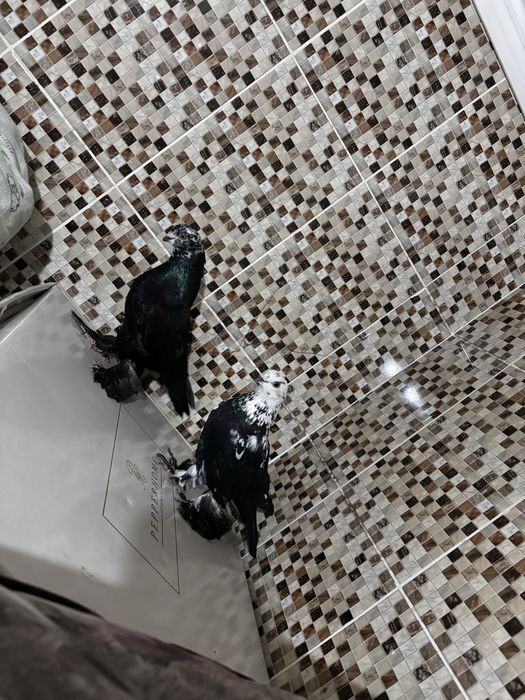 Голуби гульсар самец