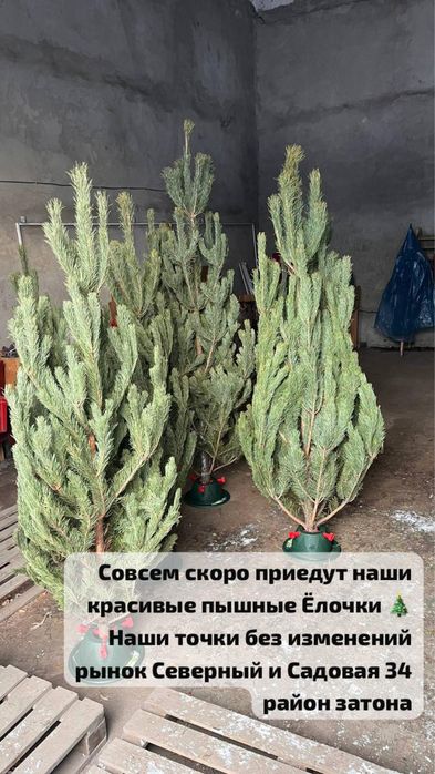 Продам новогодние елки