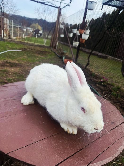 Vând iepuroi Hycole francez