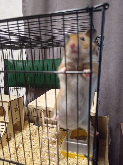 Продам сирийской хомяка