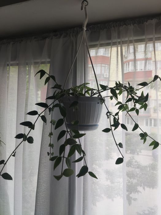 Хойя Бэлла в подвесном кашпо