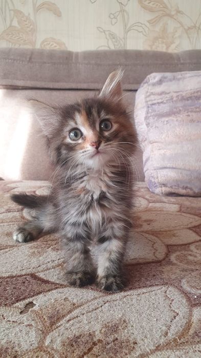 Отдам котят в добрые руки