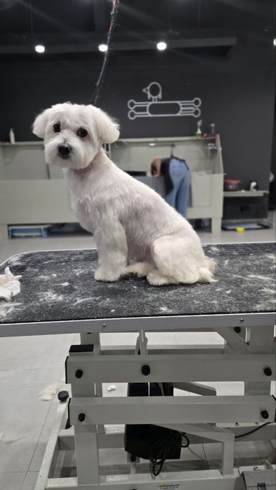 Модели на груминг