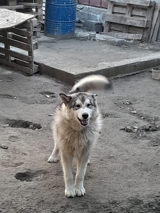 Чисто пародный хаски