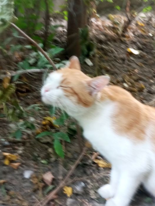 Бело рыжий котик  ищит дом