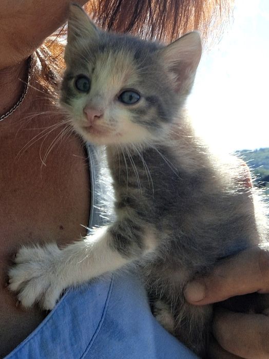 Pentru adoptie pisici