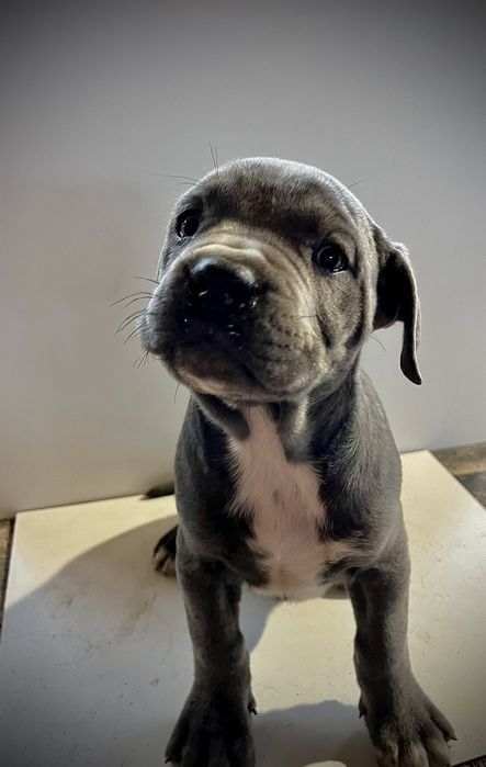 Продавам бебета Кане Корсо