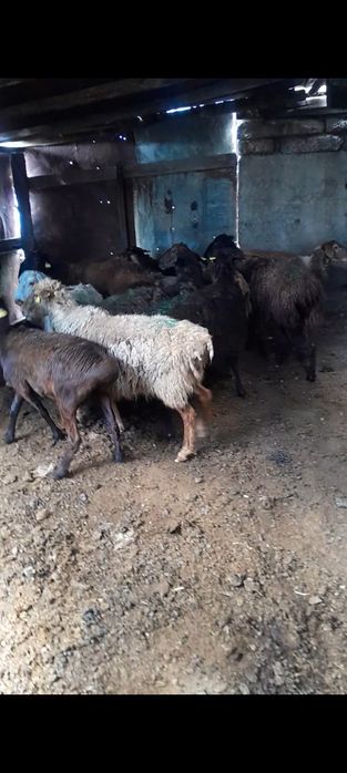 Продам баран на курбан айт