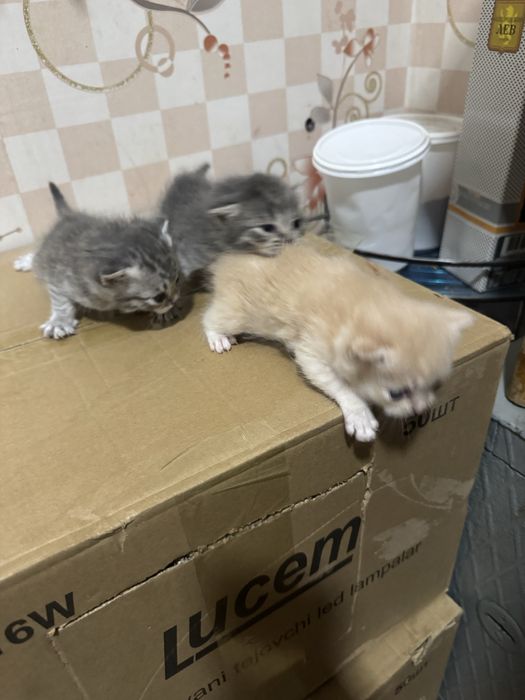 Кошка продаётся пародистая.