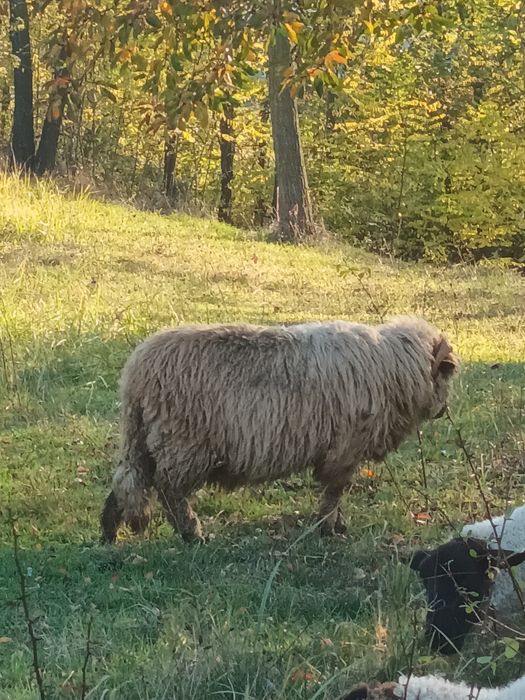 Berbecuti de vânzare