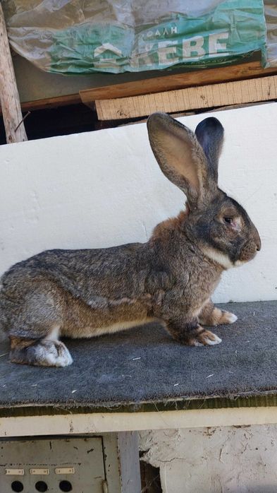 Зайци , великани