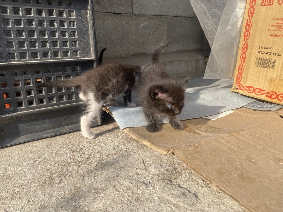 котята домашние.