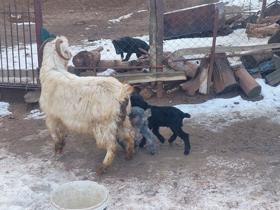 Жас ірі денелі лақты ешкі сатылады