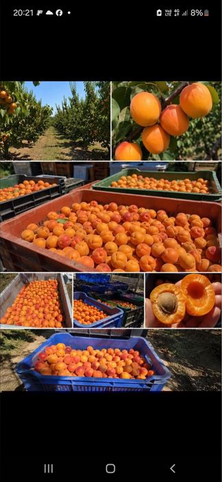 Vand caise de tuica si palinca foarte dulci si foare aromate cu transport la domicliu pentru detali sunati la 0763597112
