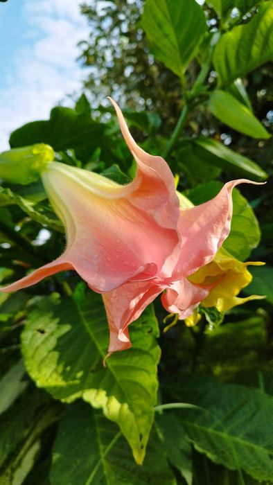 Brucmansia – Trompeta Îngerilor- deosebite, diverse mărimi