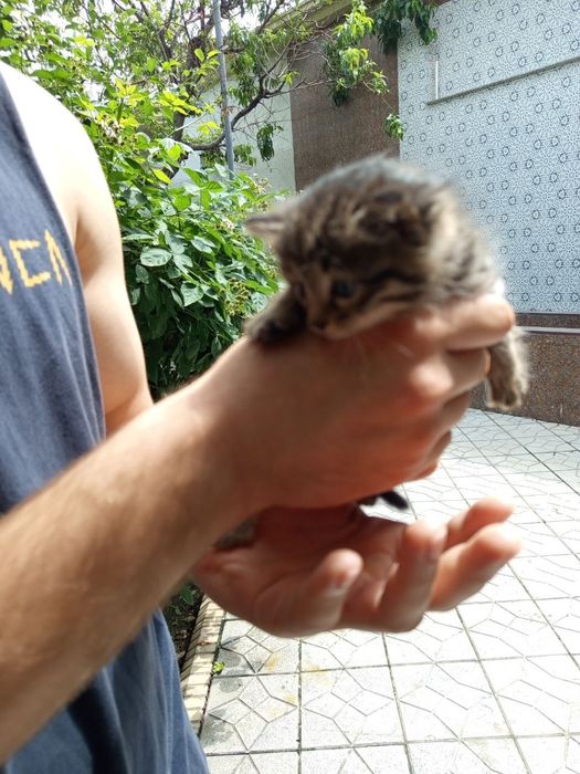 Отдам котят в заботливые добрые руки
