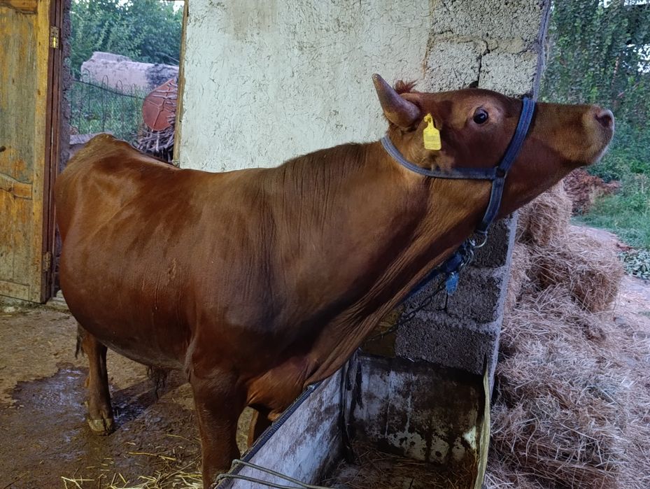 Buqa sotiladi 1 yosh