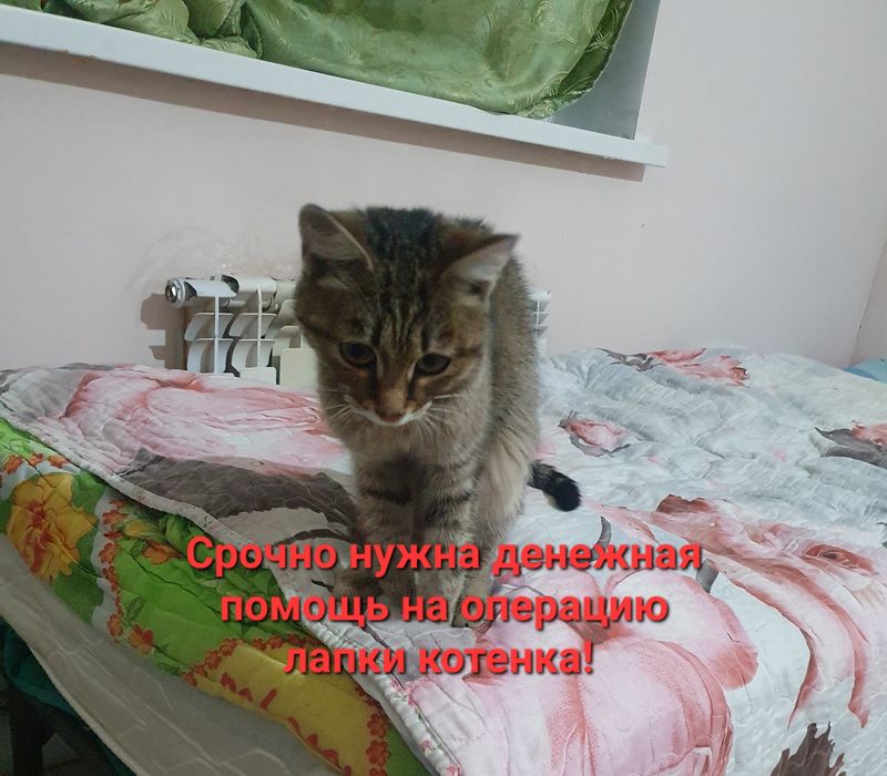 Котенок маленький