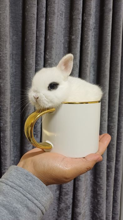 Кролики породы "хотот"