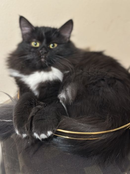 Отдам кошечку в надежные руки