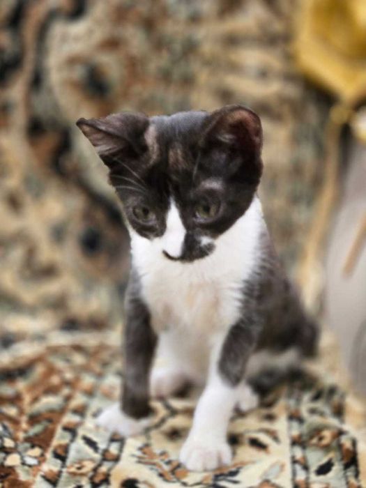 Ваш любимый питомец