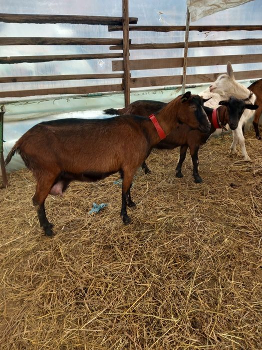 Vand    9  capre sannen și alpina