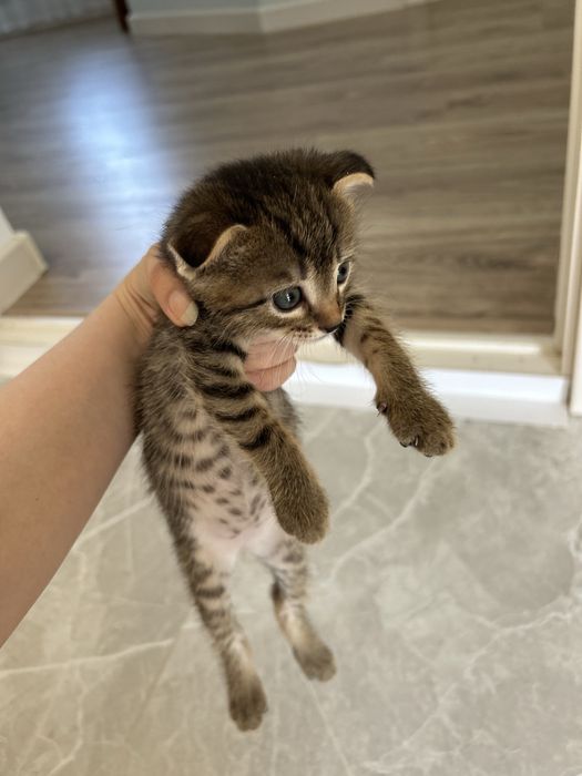Котенки в добрые руки