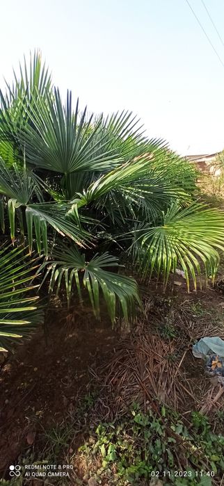 Палма трахкорпус сотилади