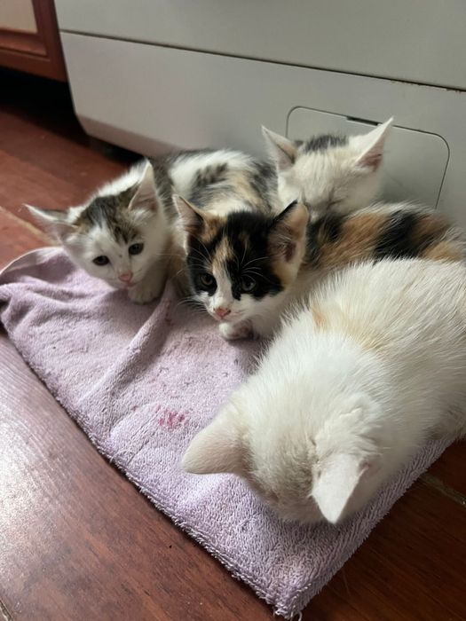 Котята чистые, домашние