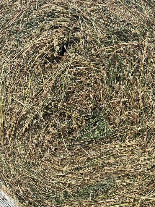 Vând baloți de lucernă, fân, otavă, lucernă înfoliată