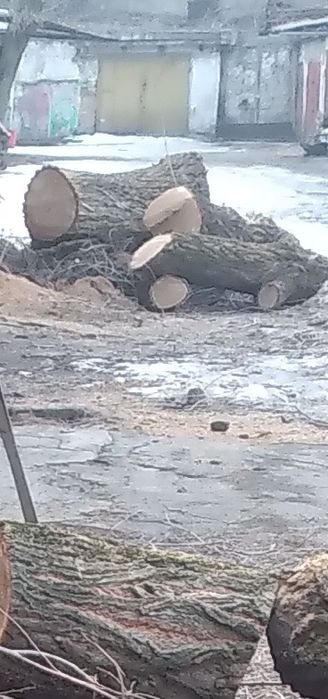 Пилим сухие деревья