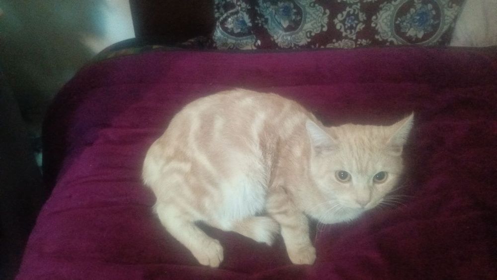 Отдам даром в добрые руки!