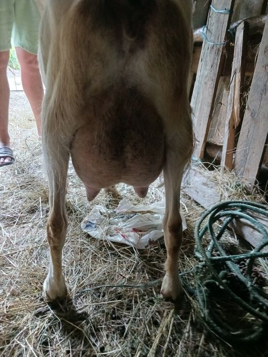 Capra sannen cu ied după ea bună de lapte