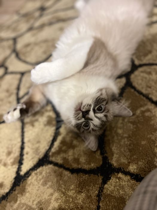 Кошку в добрые руки