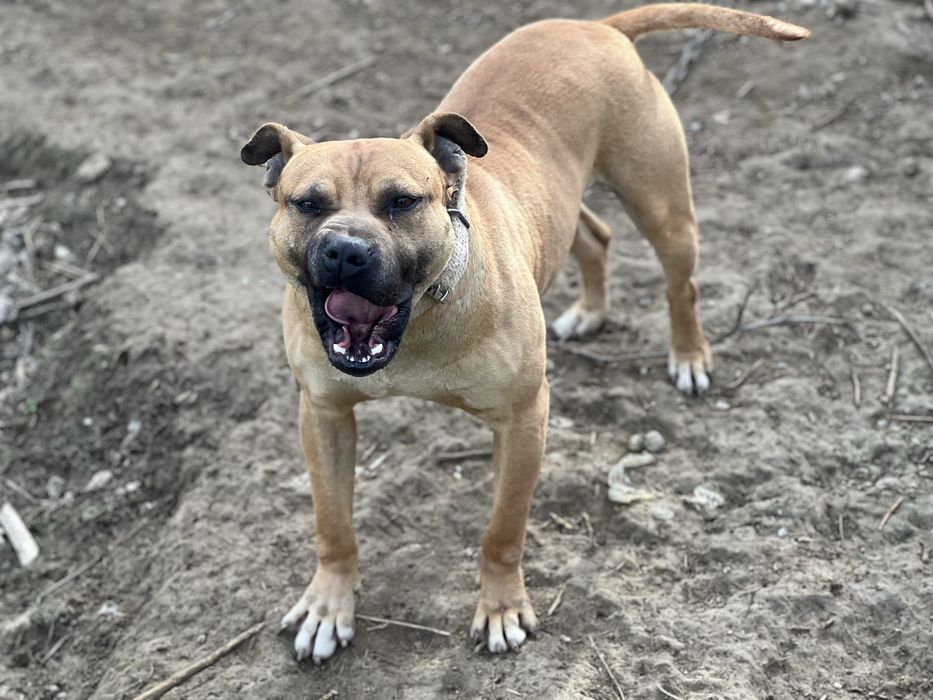 Продам молодого кабеля