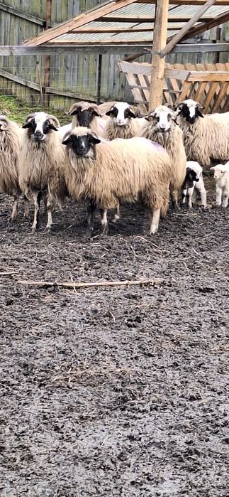 Vând oi de ținut frumoase