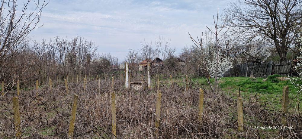 Teren si casa in Goicea-Dolj