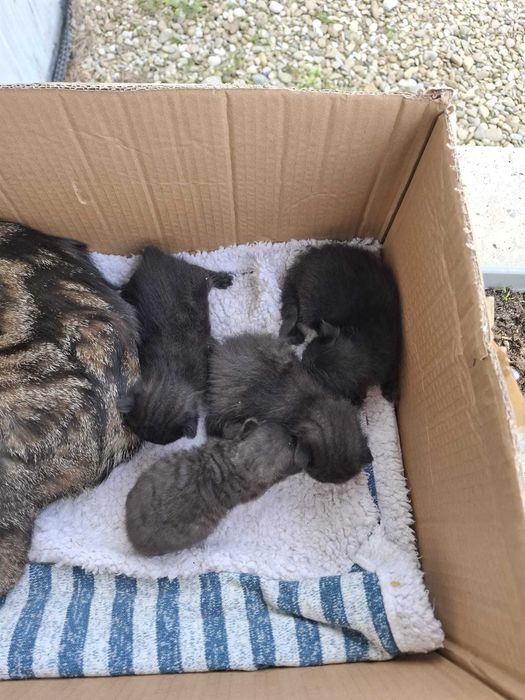 4 pui de pisica născuți de Paște – pentru adopție