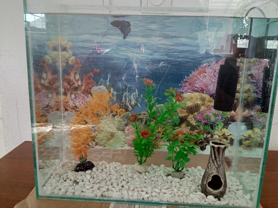 Аквариум балығымен
